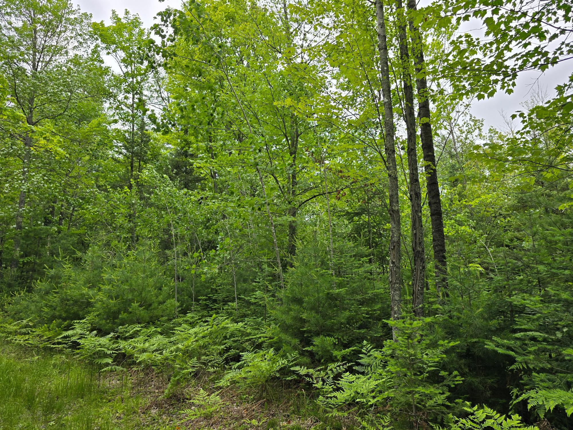 3598 Monheim Road Conover, WI 54519 - Photo 7 of 37 Gallery Image 7
