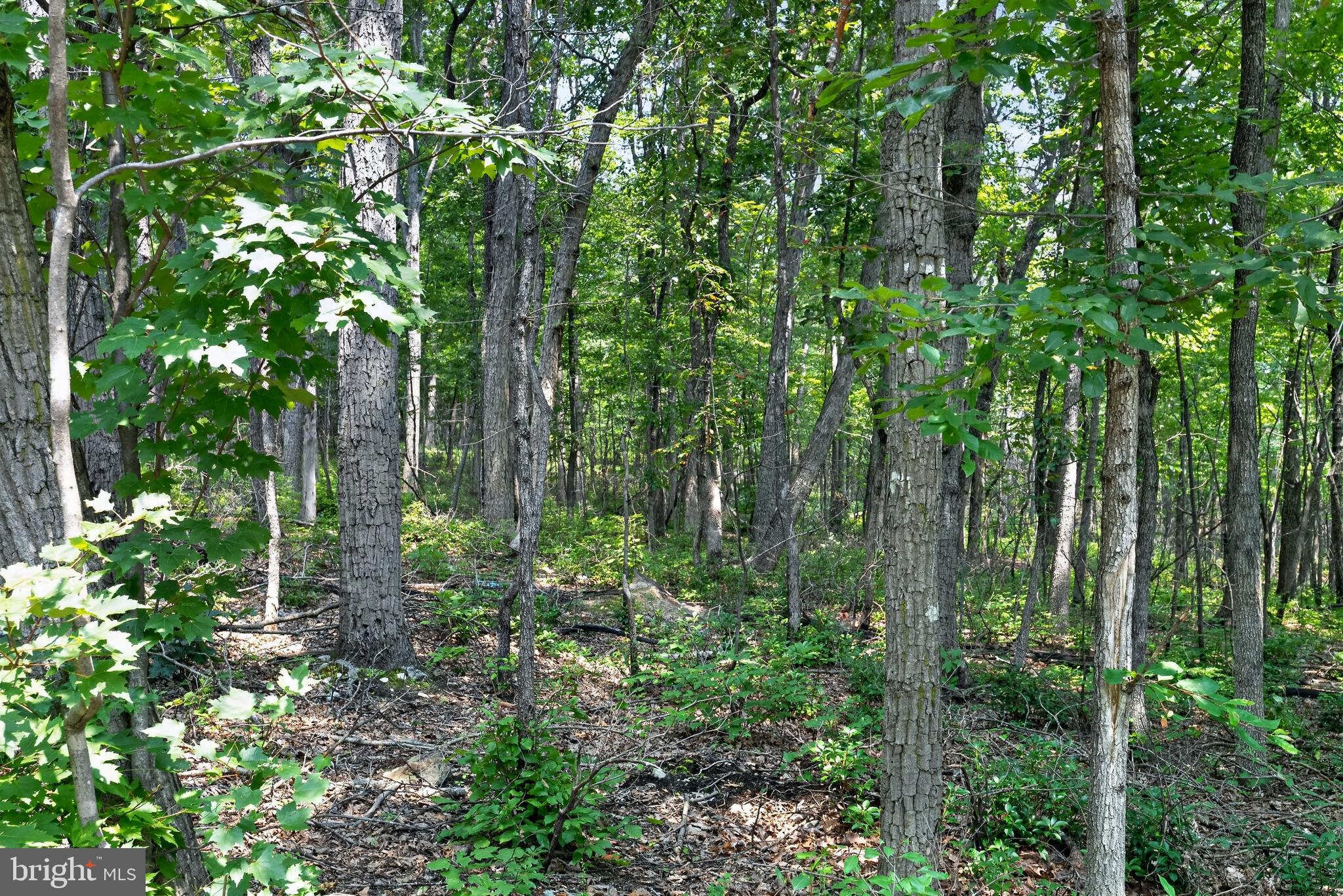 Indian Trail Road Luray, VA 22835 - Photo 7 of 23 Lush woodland retreat awaits exploration.