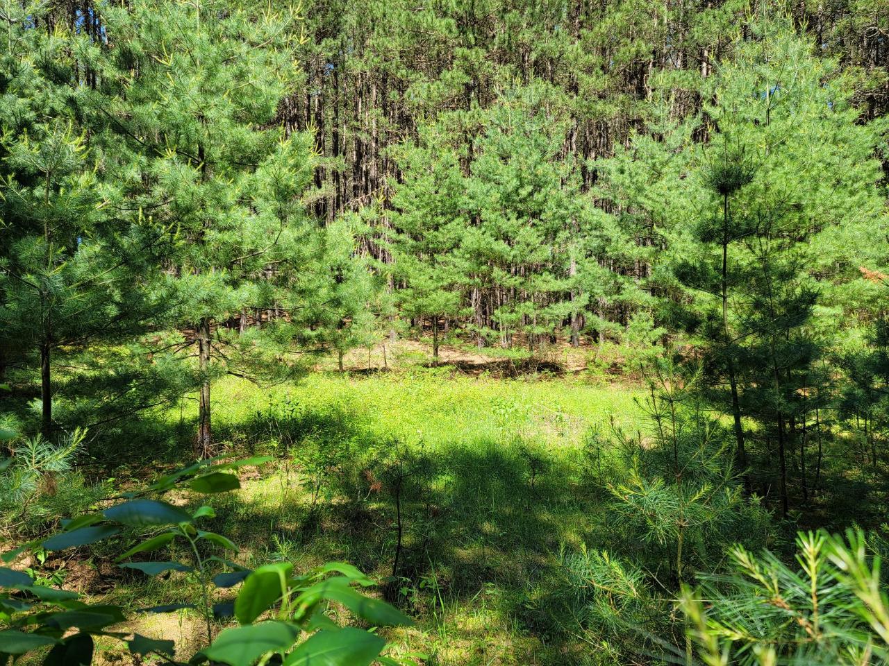 Lot 2-3 Forest Road Tomahawk, WI 54487 - Photo 6 of 7 Gallery Image 6
