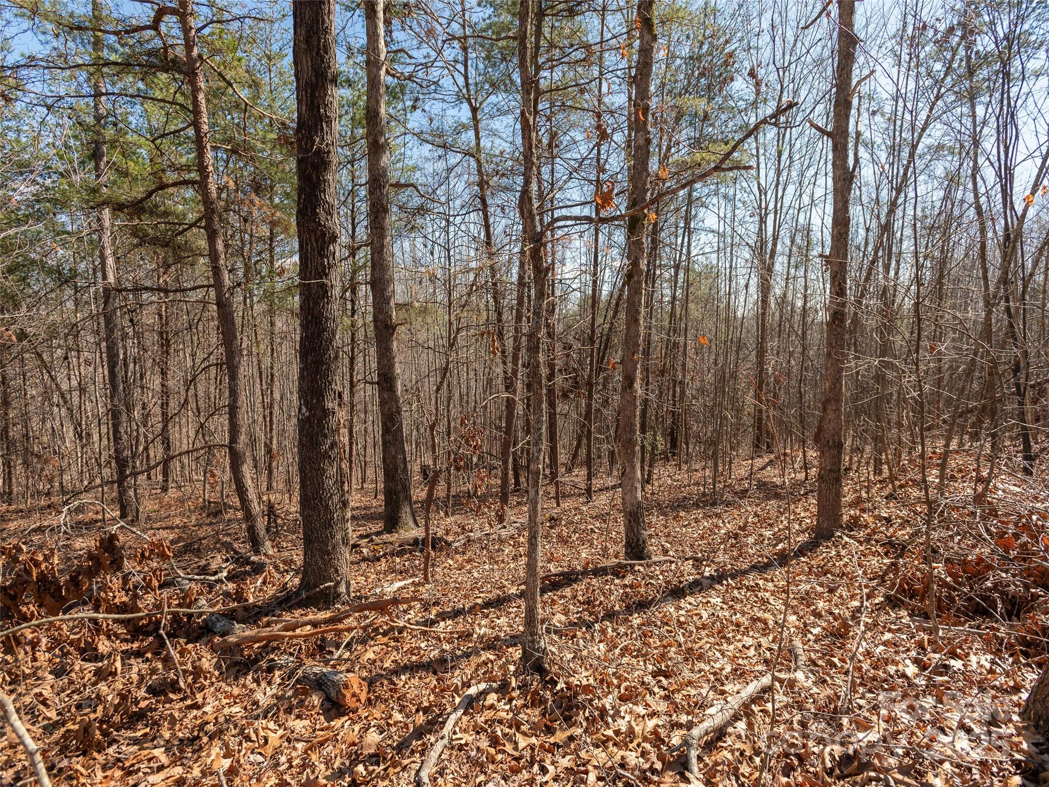 0 George Parker Drive Rutherfordton, NC 28139 - Photo 3 of 12 Gallery Image 3