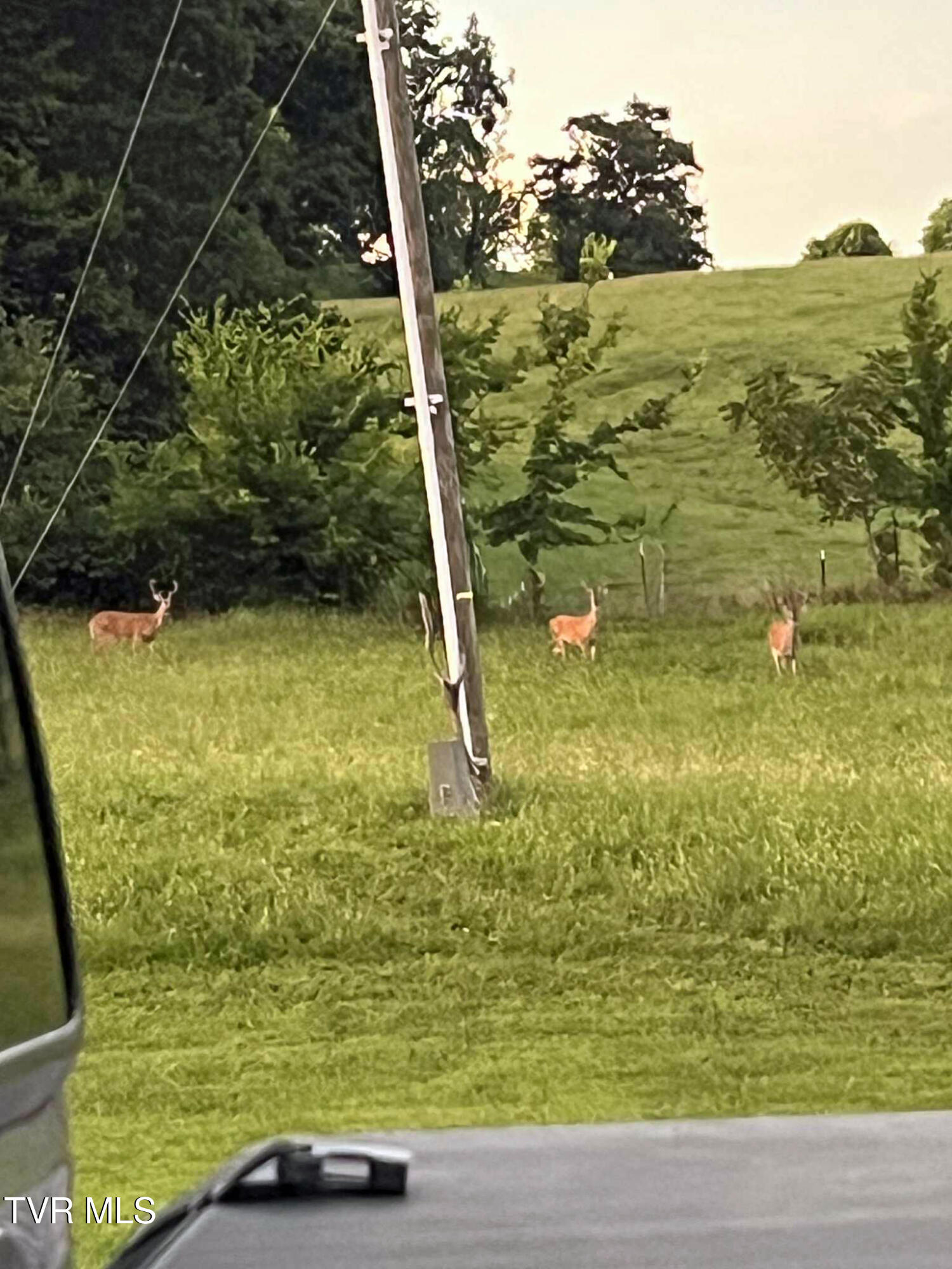 269 Oklahoma Road Telford, TN 37690 - Photo 40 of 46 Deer01
