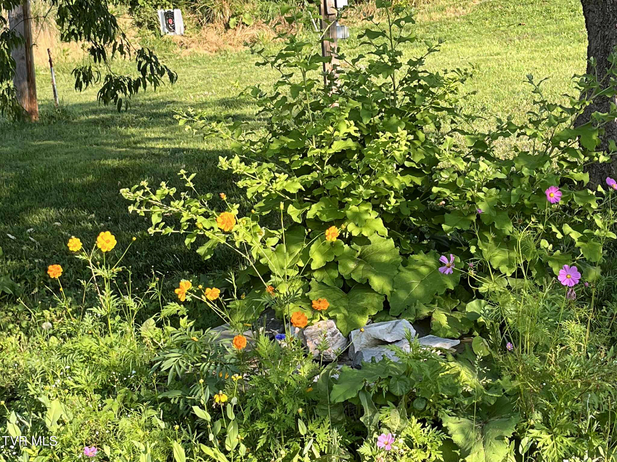 269 Oklahoma Road Telford, TN 37690 - Photo 41 of 46 Flowers01