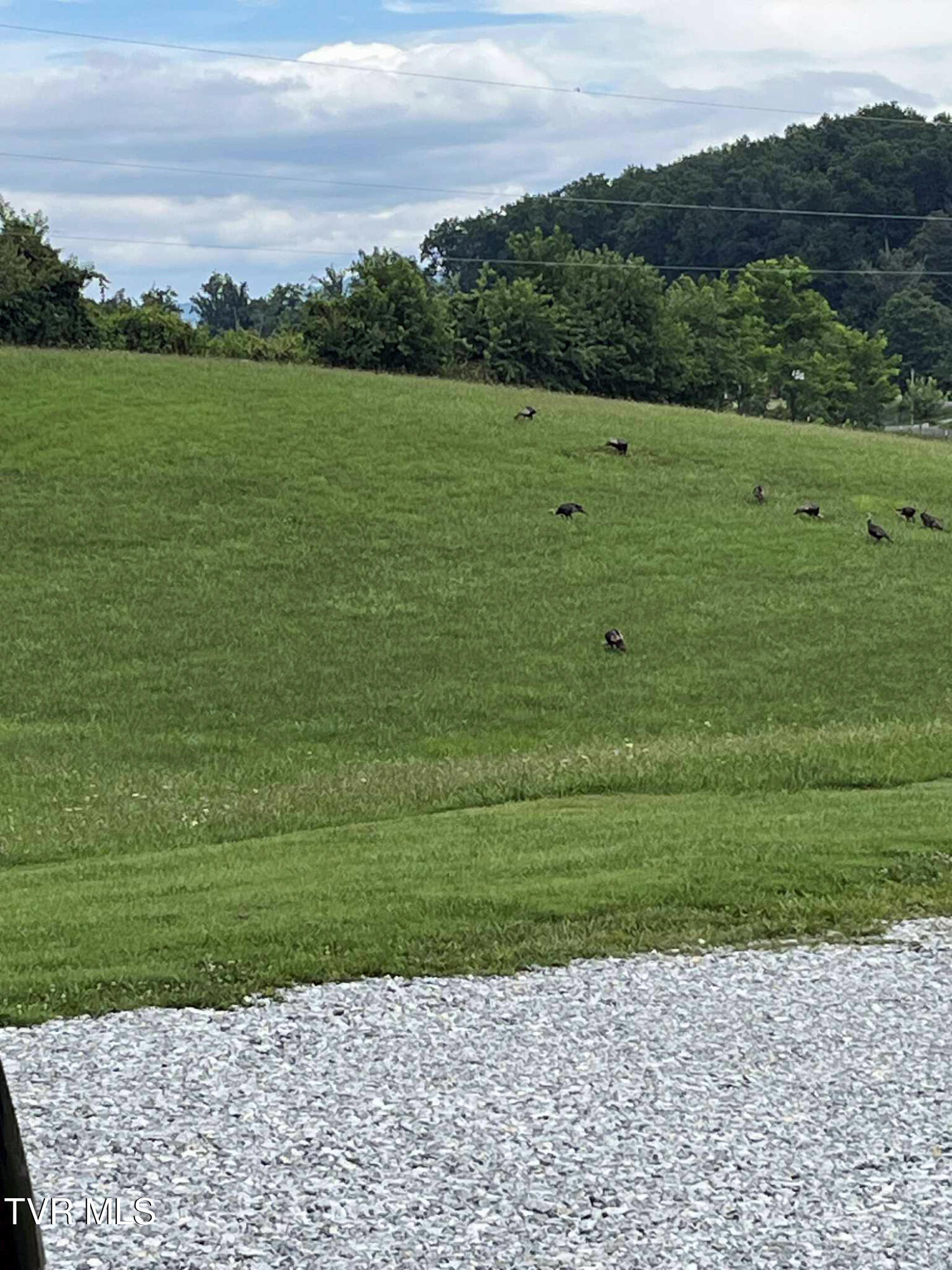 269 Oklahoma Road Telford, TN 37690 - Photo 46 of 46 Turkeys02