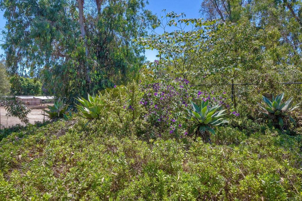 548 Taylor Street Vista, CA 92084 - Photo 65 of 74 a view of a yard with plants and large trees