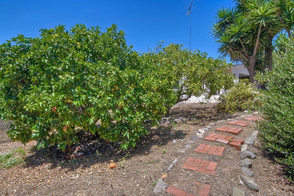 548 Taylor Street Vista, CA 92084 - Photo 66 of 74 a view of a pathway with a tree