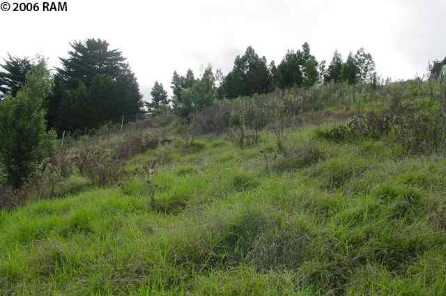 0 Koheo Road Kula, HI 96790 - Photo 17 of 20 a view of a lush green space