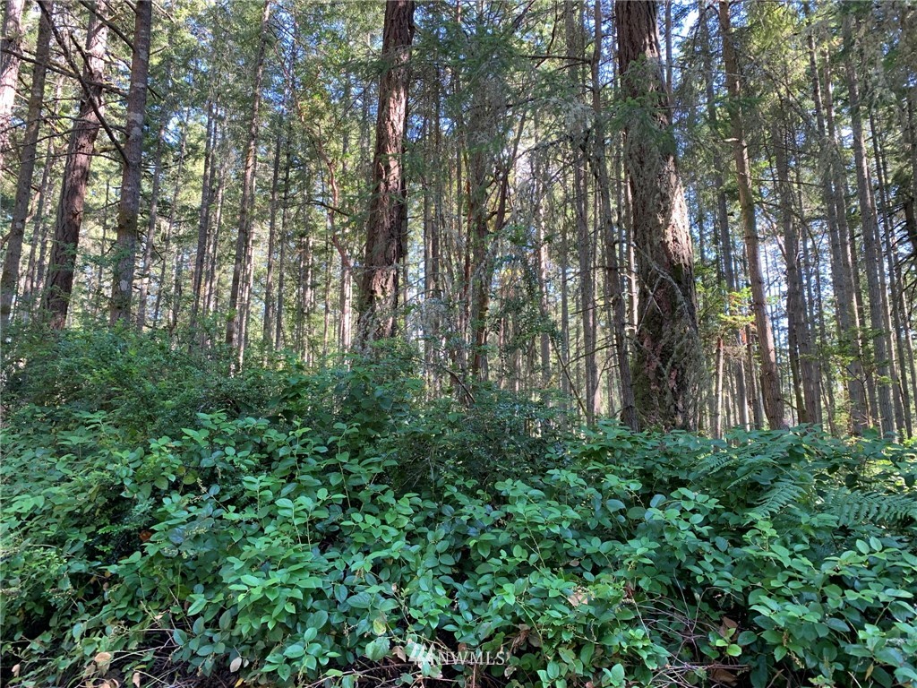 12008 Yoman Road Anderson Island, WA 98303 - Photo 5 of 15