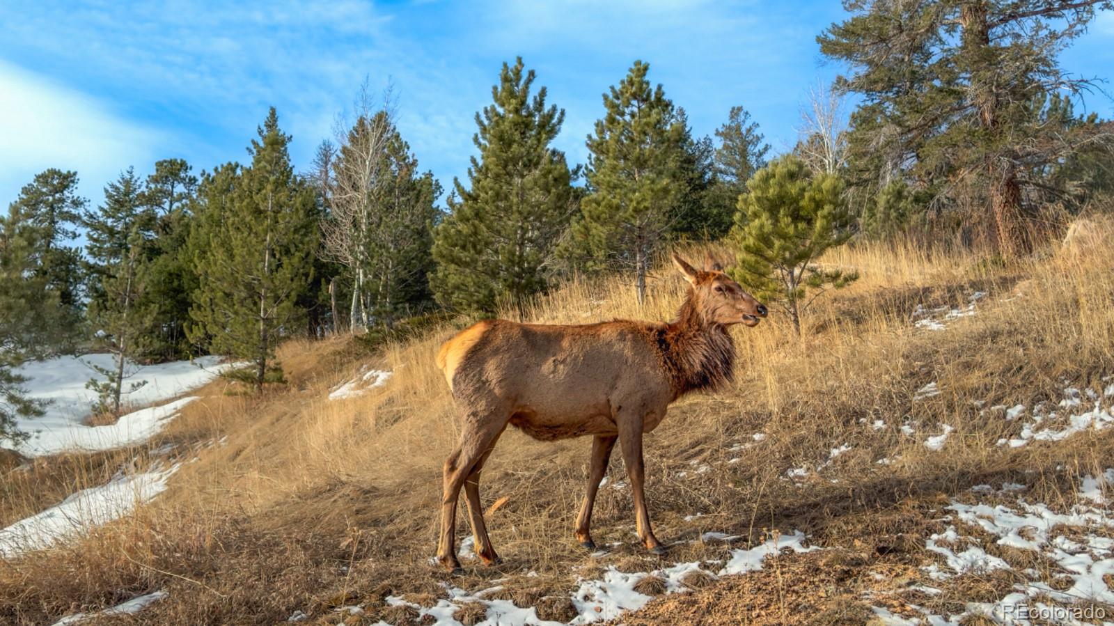2964 Elk View Drive Evergreen, CO 80439 - Photo 47 of 48