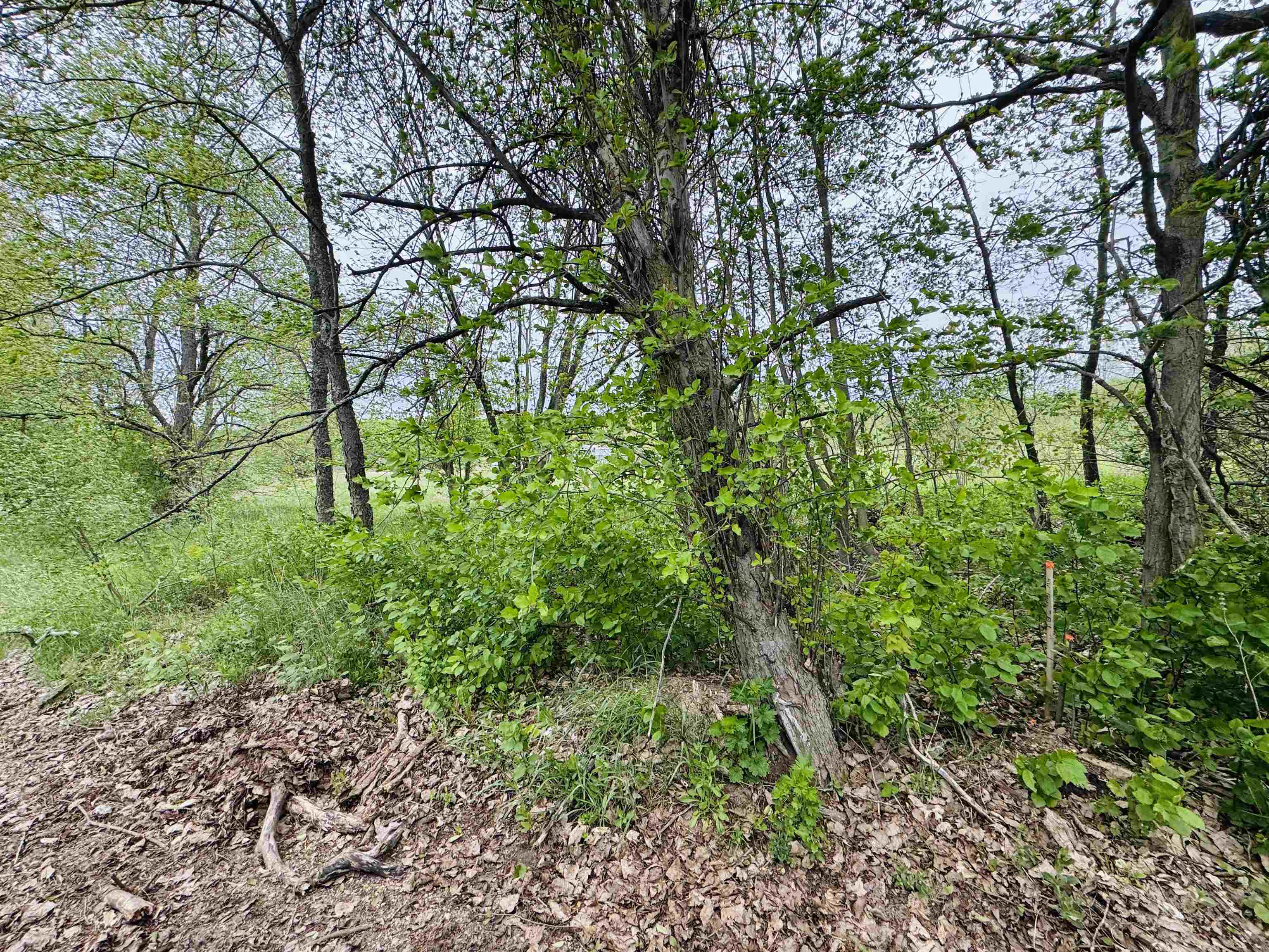 Parcel B2 Bosscher Road Manton, MI 49663 - Photo 8 of 13