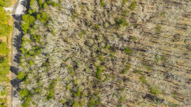 a close up of a plant