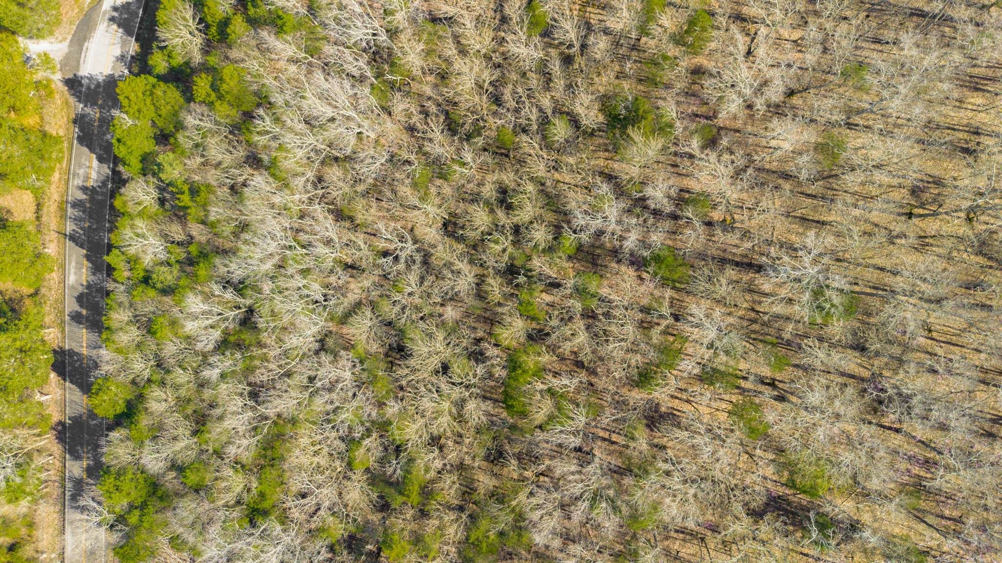 0 Cranor Road Murfreesboro, TN 37130 - Photo 18 of 19 a close up of a plant