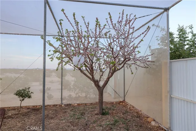 a view of a dry yard with trees