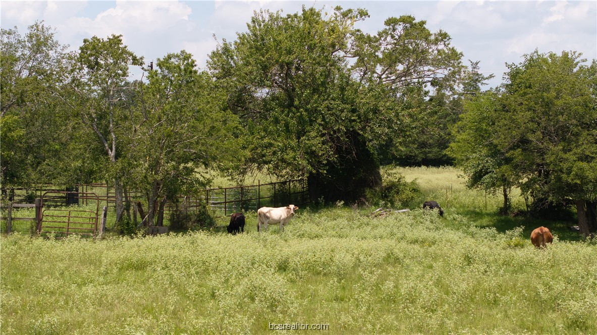 Tbd Tbd Fm-974 (tabor Rd) Bryan, TX 77808 - Photo 22 of 50