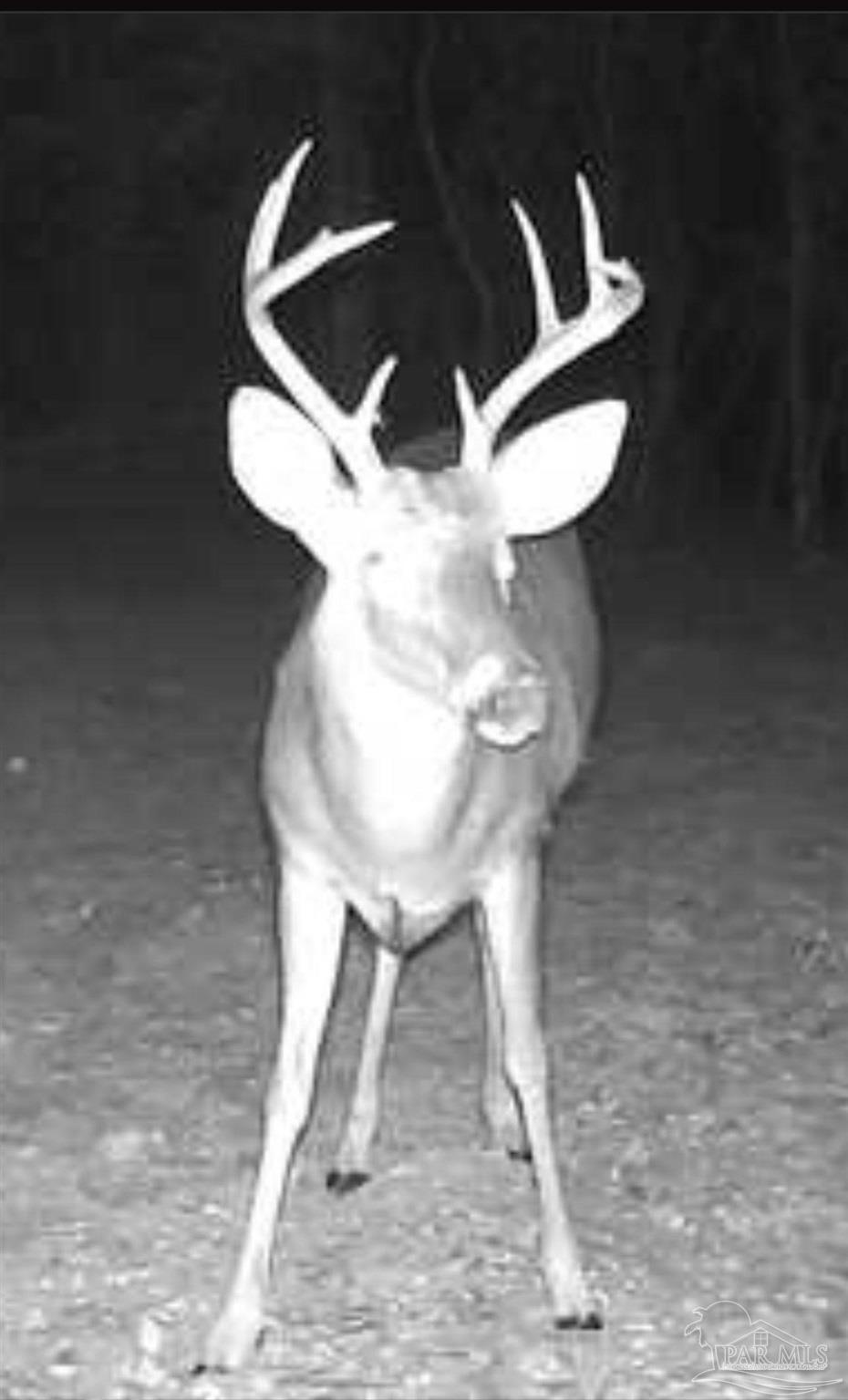 2779 Nelsontown Road Jay, FL 32565 - Photo 3 of 19