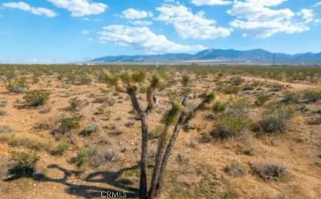 a view of a palm plant with a palm tree in the background