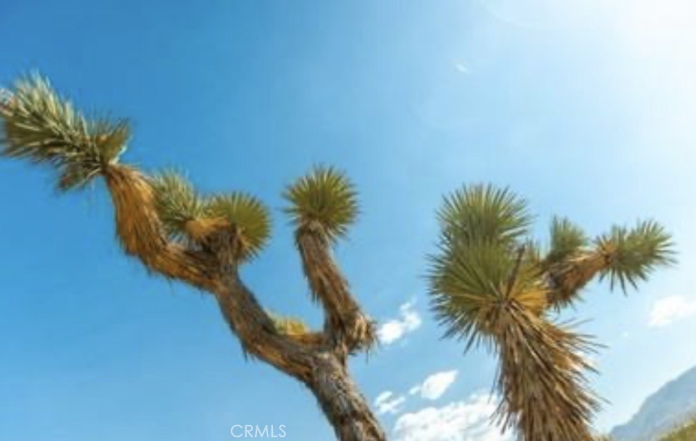 10 171st Llano, CA 93544 - Photo 3 of 21 a view of a palm trees