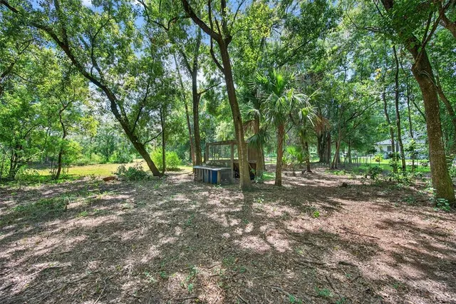 a view of a forest with trees in the background