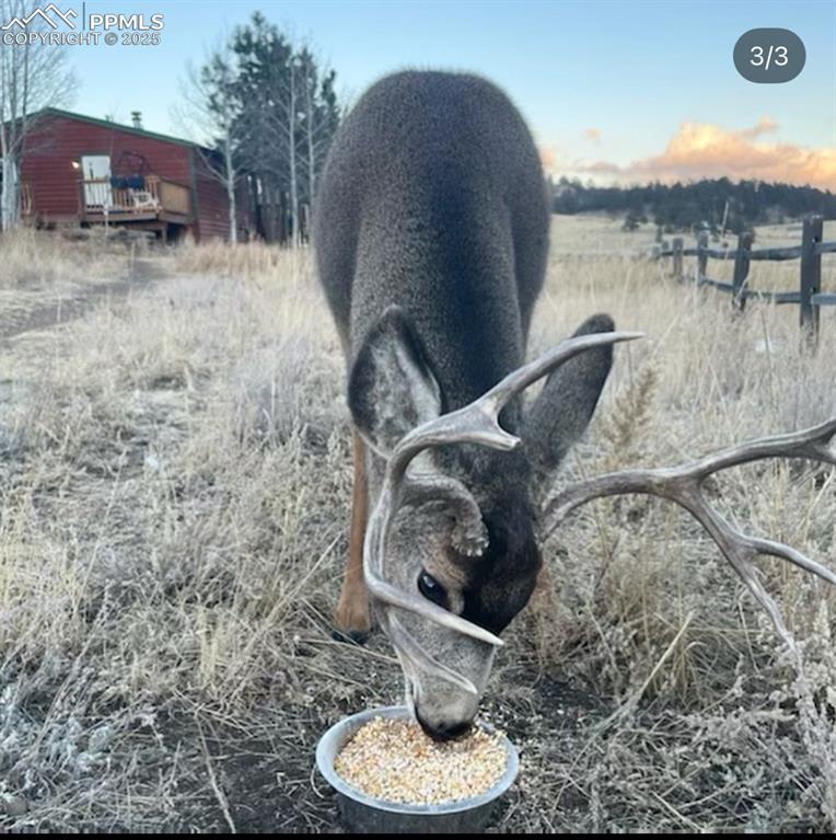36 Valley Circle Guffey, CO 80820 - Photo 4 of 40 a picture of a lake view