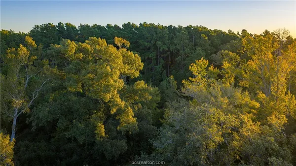 a view of a bunch of trees