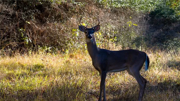 $1,200,000 | 15383 Cr 236 Oakwood Tx 75855, Oakwood, TX 75855