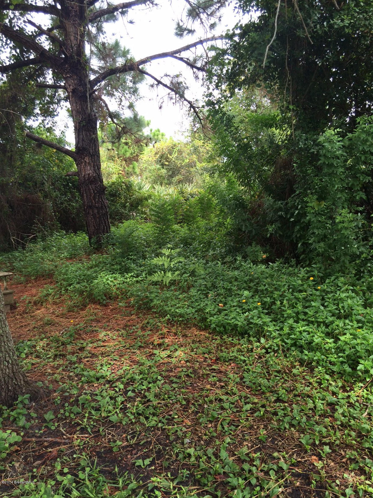 2529 Amberly Road Northeast Palm Bay, FL 32905 - Photo 15 of 21 yard1