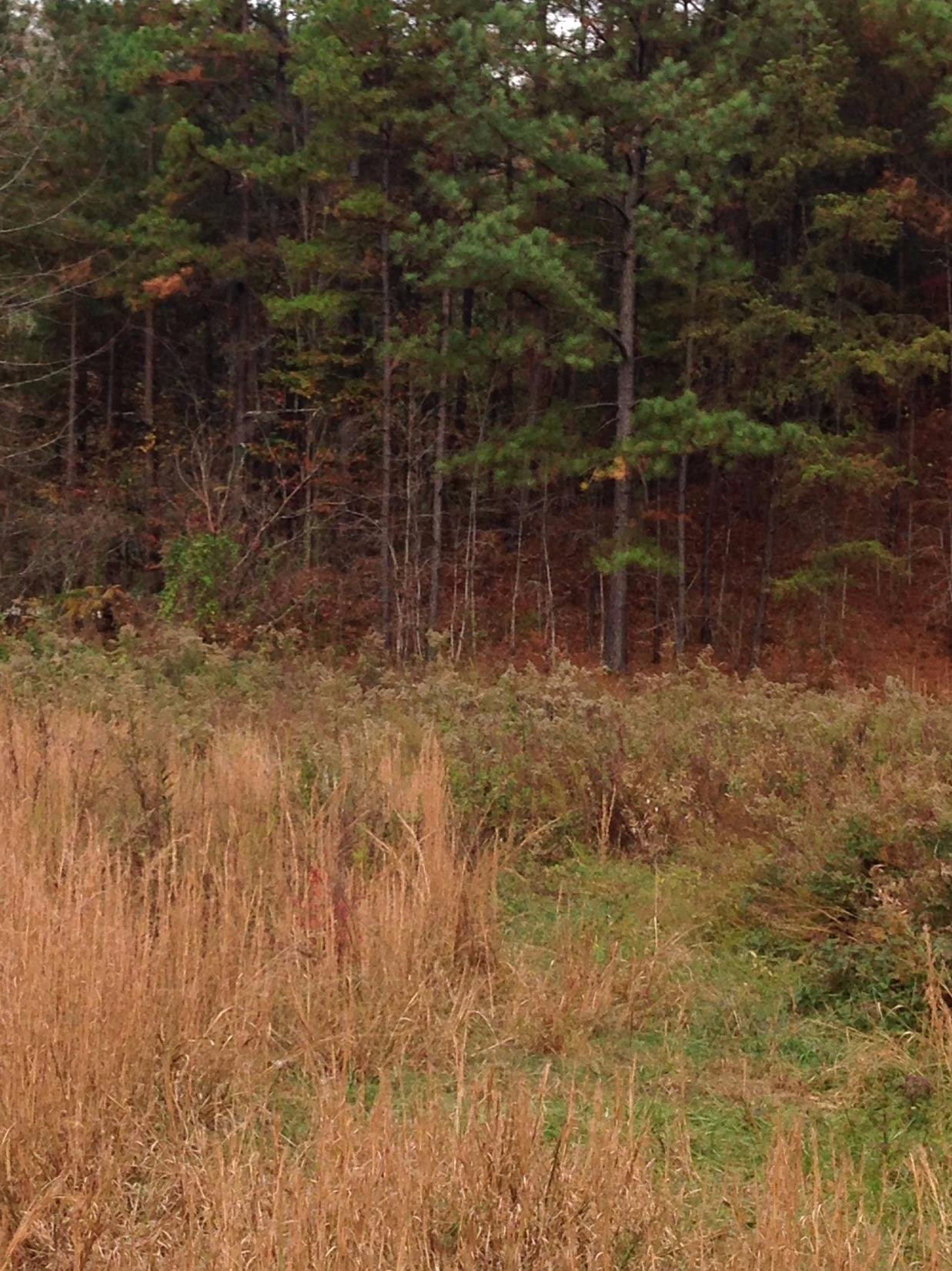 68 Big Hill Road Manchester, KY 40962 - Photo 13 of 16 Photo 15