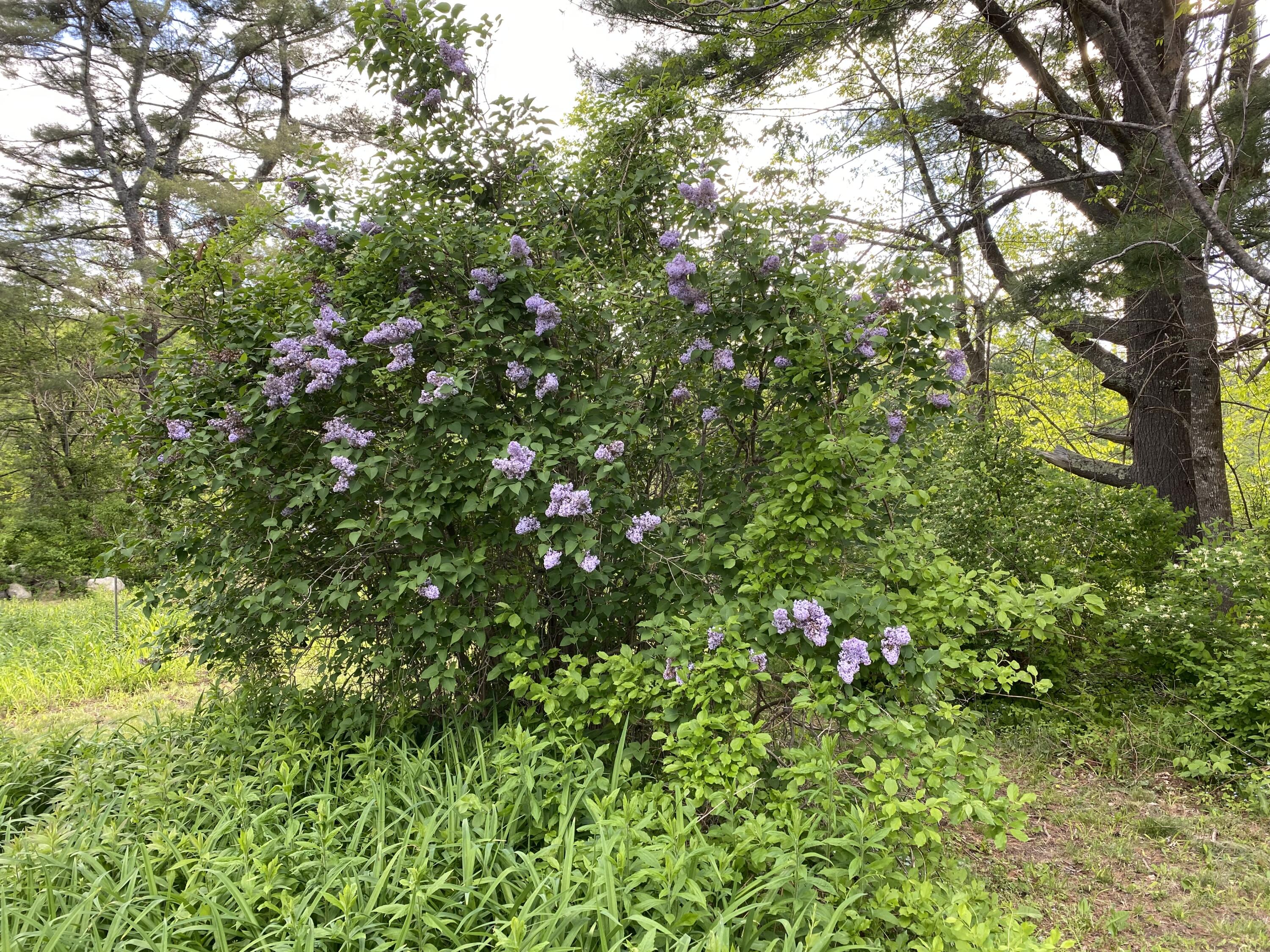 342 River Road Edgecomb, ME 04556 - Photo 12 of 57 IMG_7494