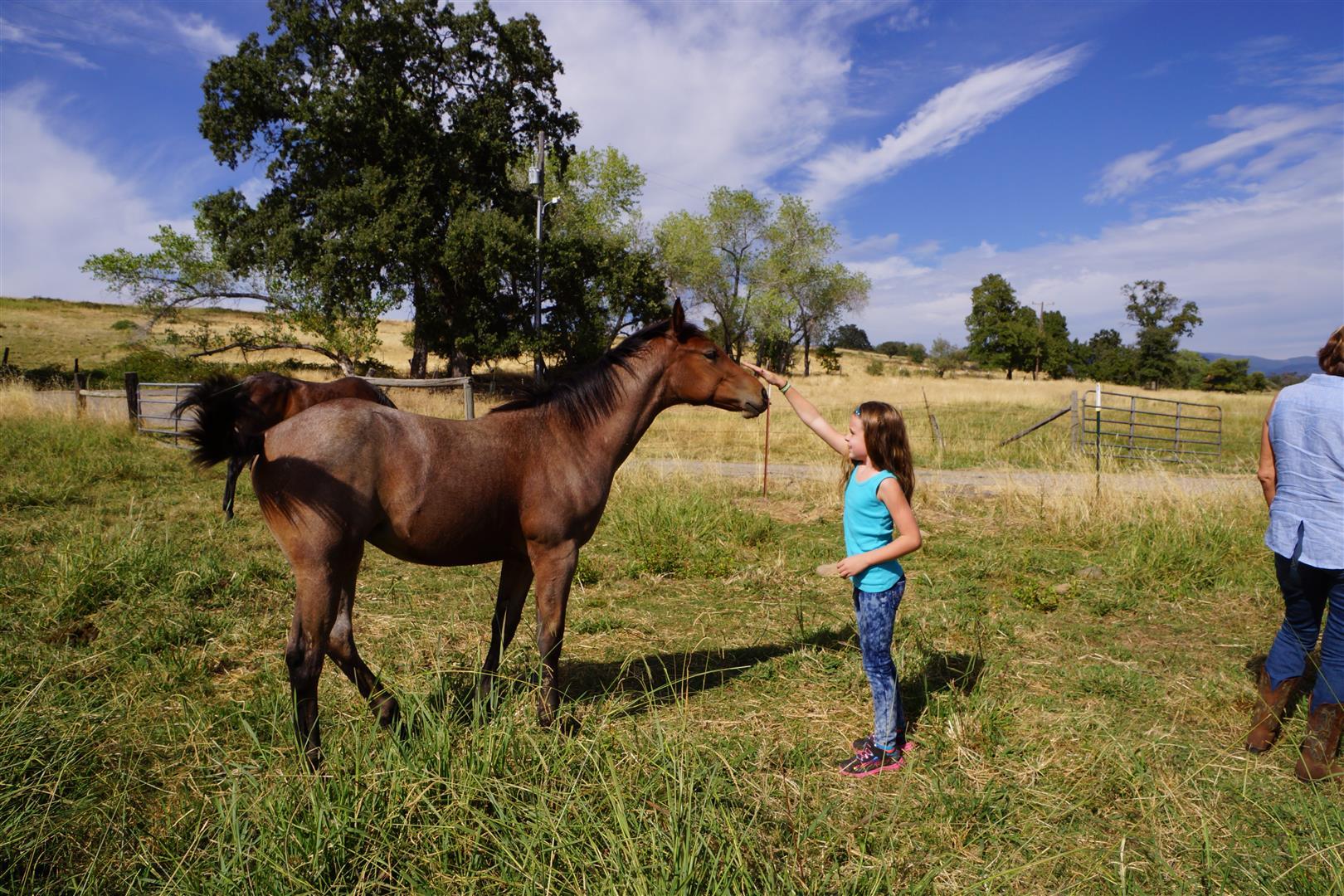 28187 Williams Ranch Road Millville, CA 96062 - Photo 37 of 82 Horse Pastures (3)
