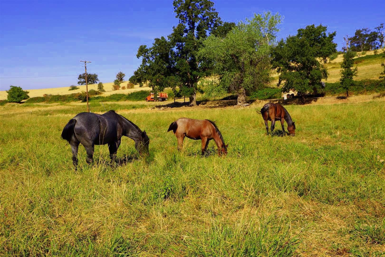 28187 Williams Ranch Road Millville, CA 96062 - Photo 38 of 82 Horse Pastures