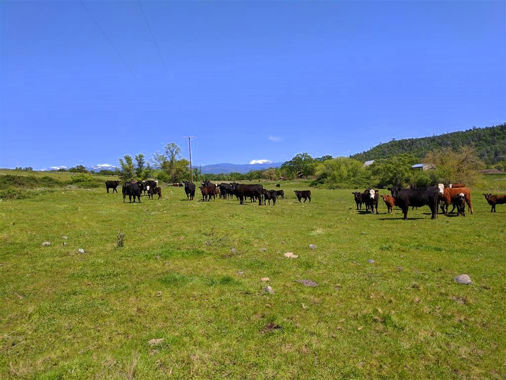 28187 Williams Ranch Road Millville, CA 96062 - Photo 40 of 82 Lower Irrigated Pastures (1)