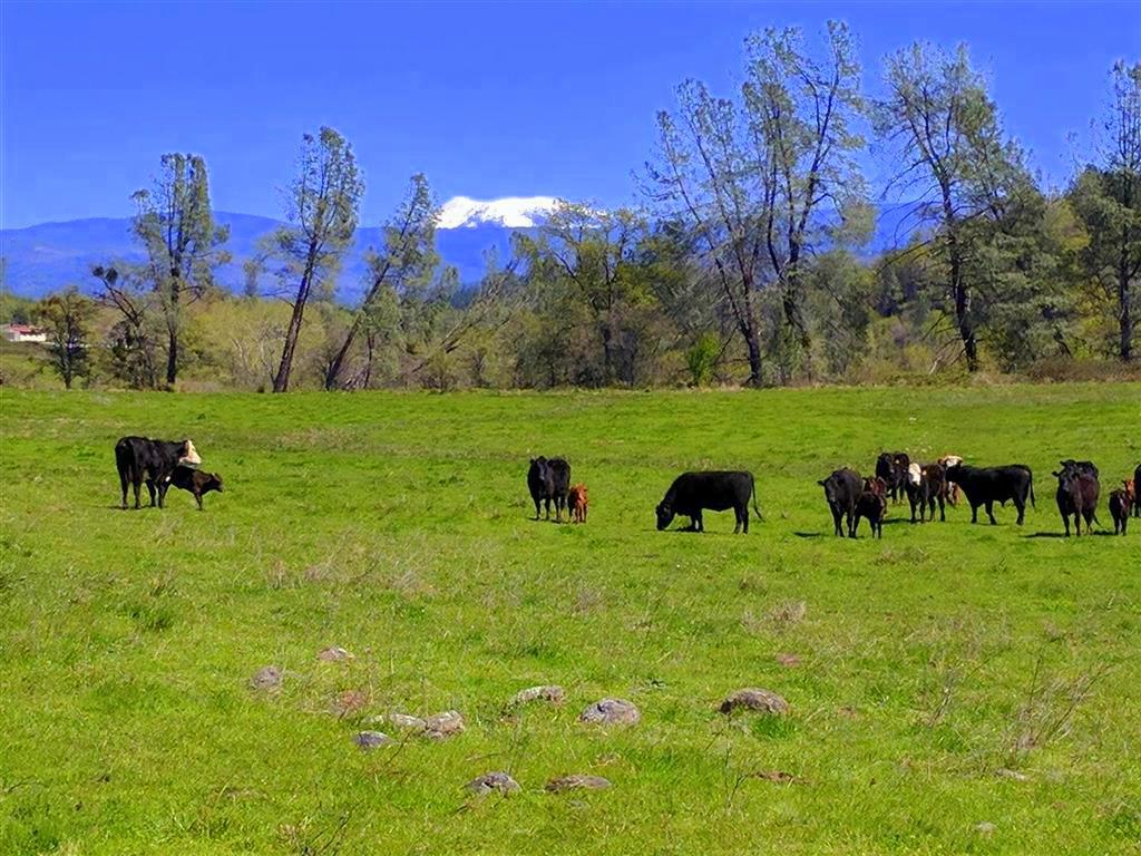 28187 Williams Ranch Road Millville, CA 96062 - Photo 45 of 82 Lower Pastures (3)