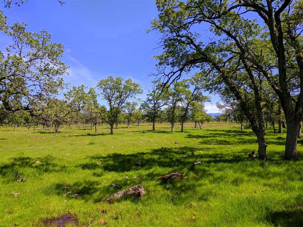 28187 Williams Ranch Road Millville, CA 96062 - Photo 50 of 82 Upper Pastures (2)
