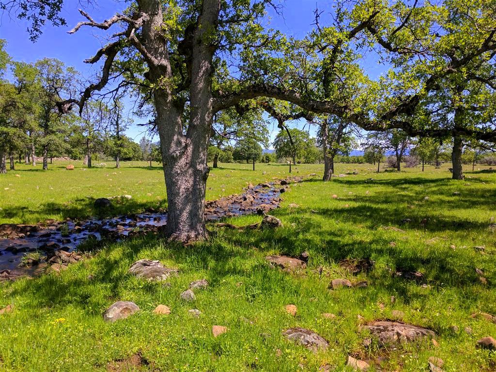 28187 Williams Ranch Road Millville, CA 96062 - Photo 52 of 82 Upper Pastures (4)