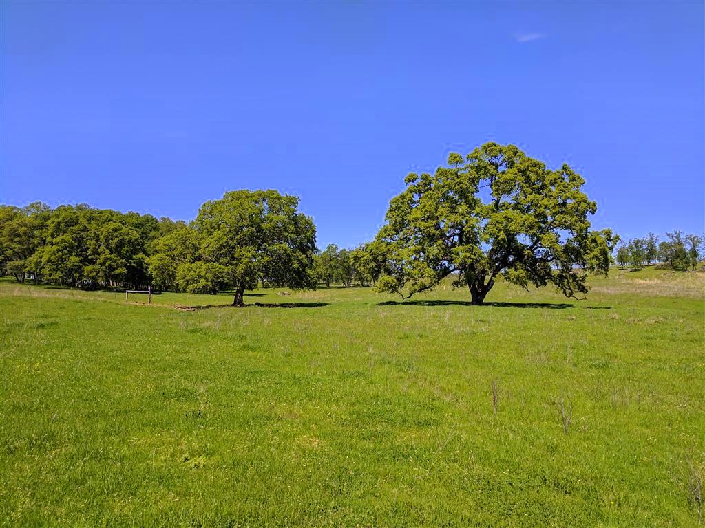 28187 Williams Ranch Road Millville, CA 96062 - Photo 57 of 82 Upper Pastures (9)