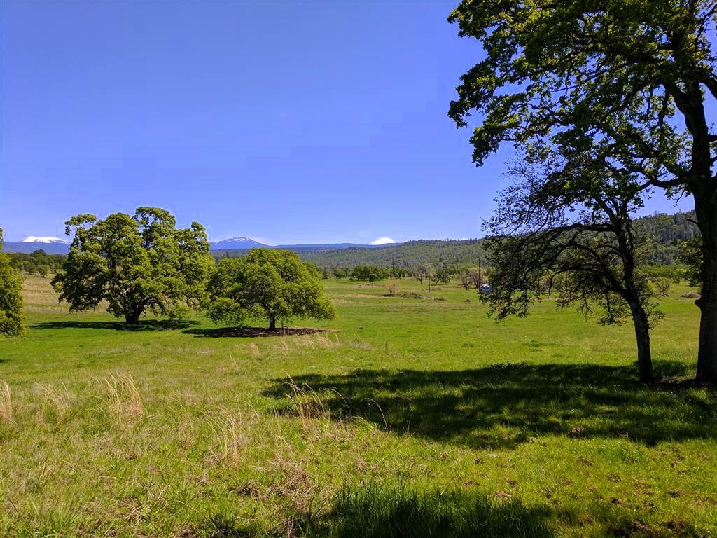 28187 Williams Ranch Road Millville, CA 96062 - Photo 58 of 82 Upper Pastures (10)