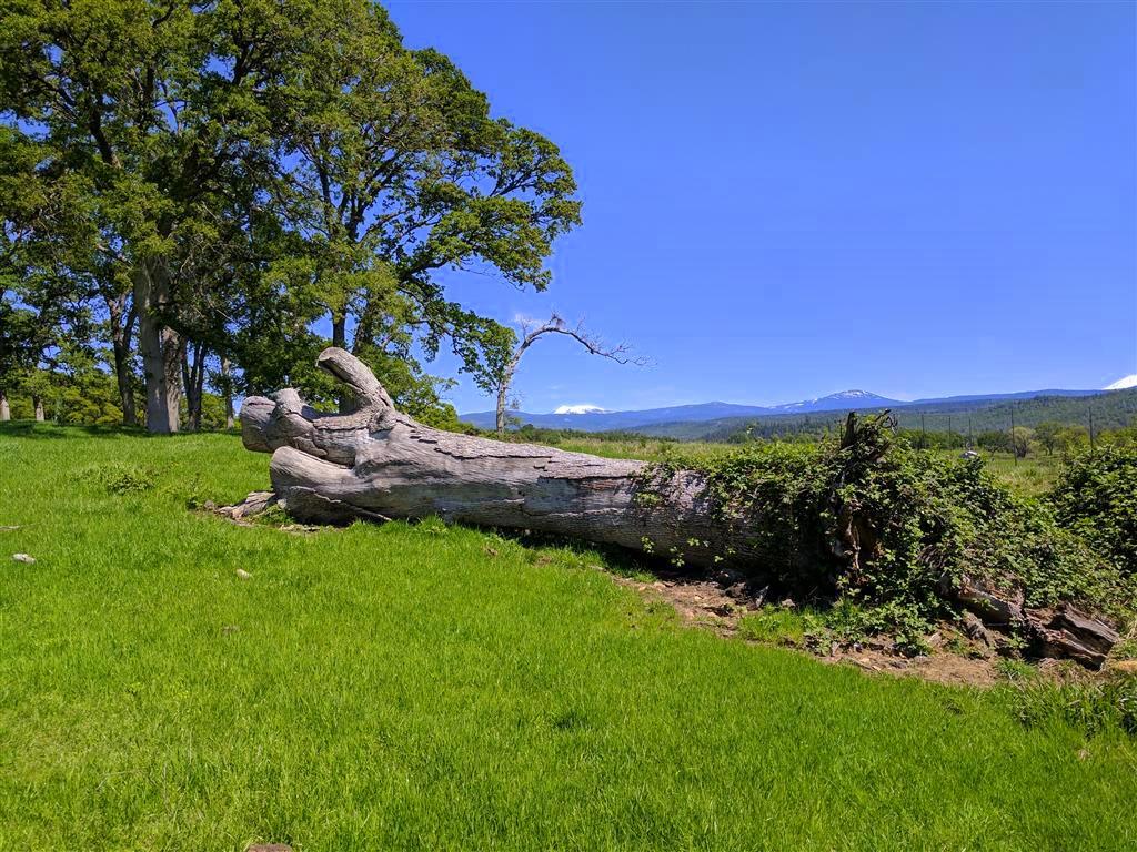 28187 Williams Ranch Road Millville, CA 96062 - Photo 62 of 82 Upper Pastures (15)