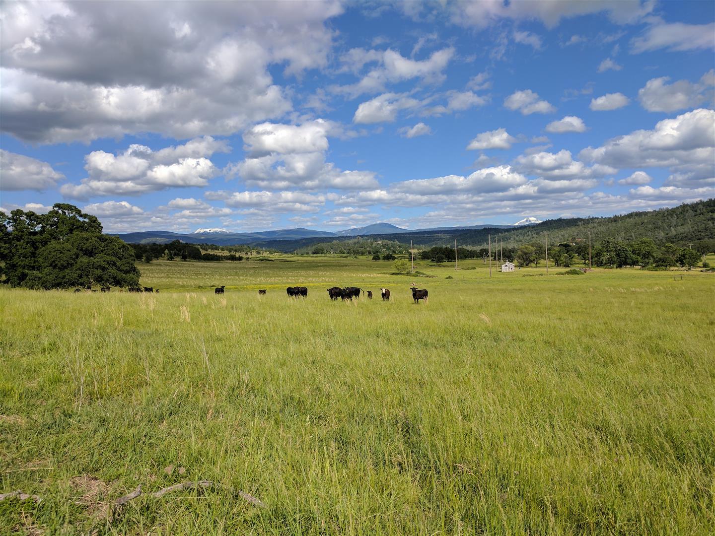 28187 Williams Ranch Road Millville, CA 96062 - Photo 68 of 82 Acreage (5)