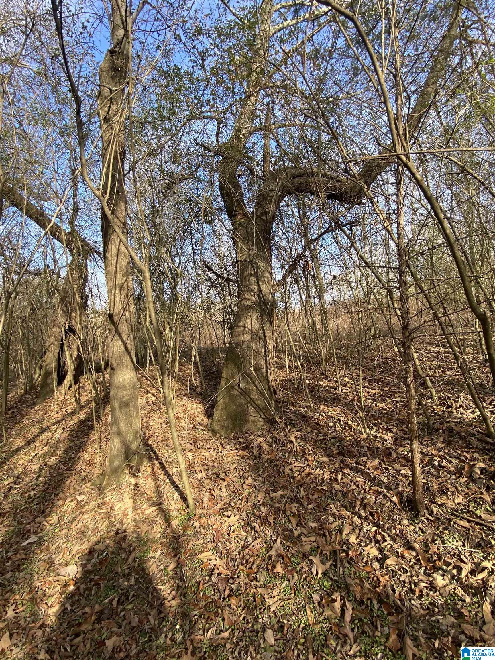 Lot 3-4 Reneau Road, Unit LOTS 3 & 4 Oneonta, AL 35121 - Photo 6 of 6