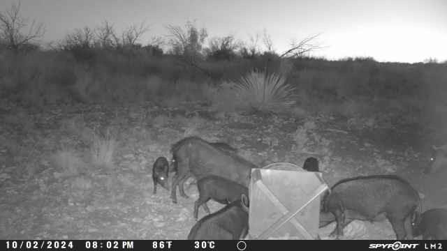 Tbd Deer Run Road Ozona, TX 76943 - Photo 12 of 17 Photo 12