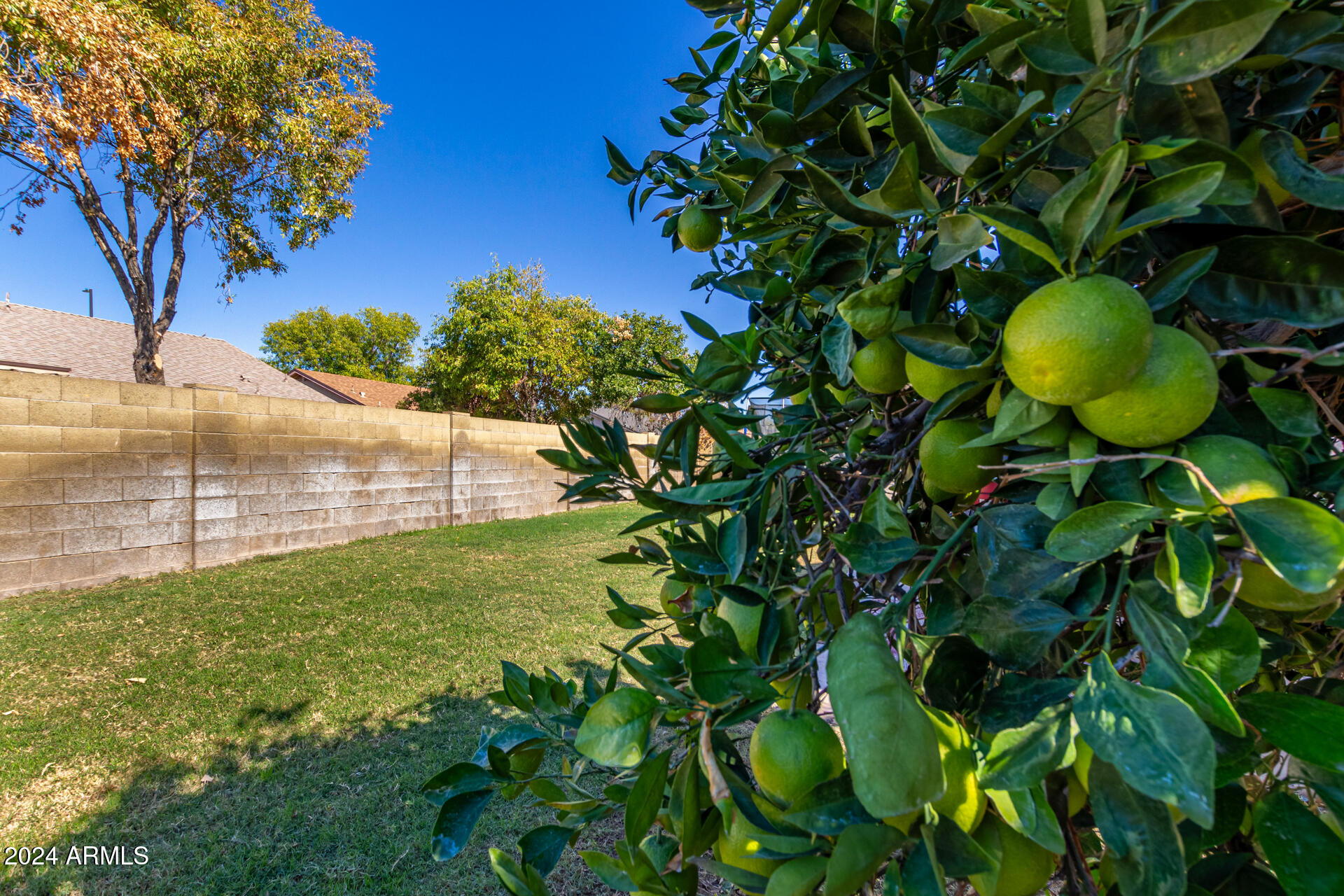 2028 East Devon Road Gilbert, AZ 85296 - Photo 40 of 59 Orange Tree