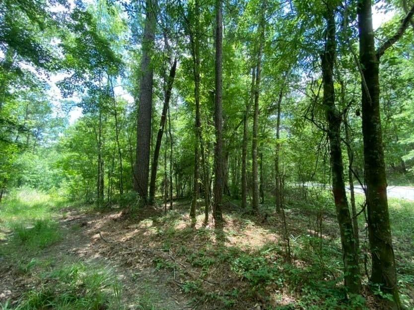 Gallery Image 7