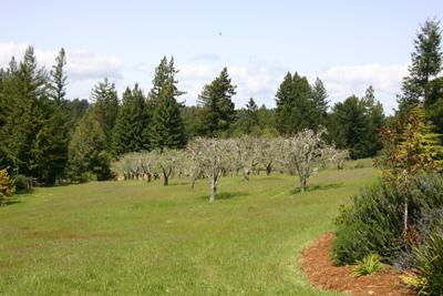 12440-12460 Occidental Road Sebastopol, CA 95472 - Photo 6 of 12 The graceful apple orchards lend a pastoral air to the magnificent estate property.