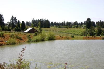 12440-12460 Occidental Road Sebastopol, CA 95472 - Photo 8 of 12 Looking out toward the historic 100 year-old barn across the lake, and over the vineyards. The charming Victorian town of Occidental lies just a few minutes away.