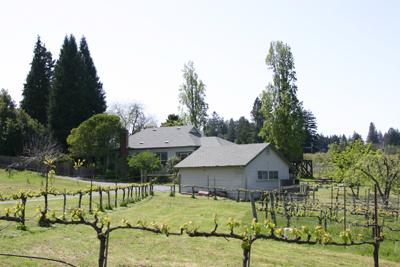 12440-12460 Occidental Road Sebastopol, CA 95472 - Photo 10 of 12 Looking toward the Circa 1902 Farmhouse through the vineyards. This charming home, with many wonderful period details, has three bedrooms, two baths, a wonderful sleeping porch, full kitchen, dining and 'parlor' rooms, and even a remarkable cellar area, now used for wine storage, but was reputedly a speakeasy in by-gone days.