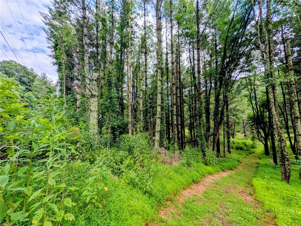 Stuart Williams Road Boone, NC 28607 - Photo 17 of 20