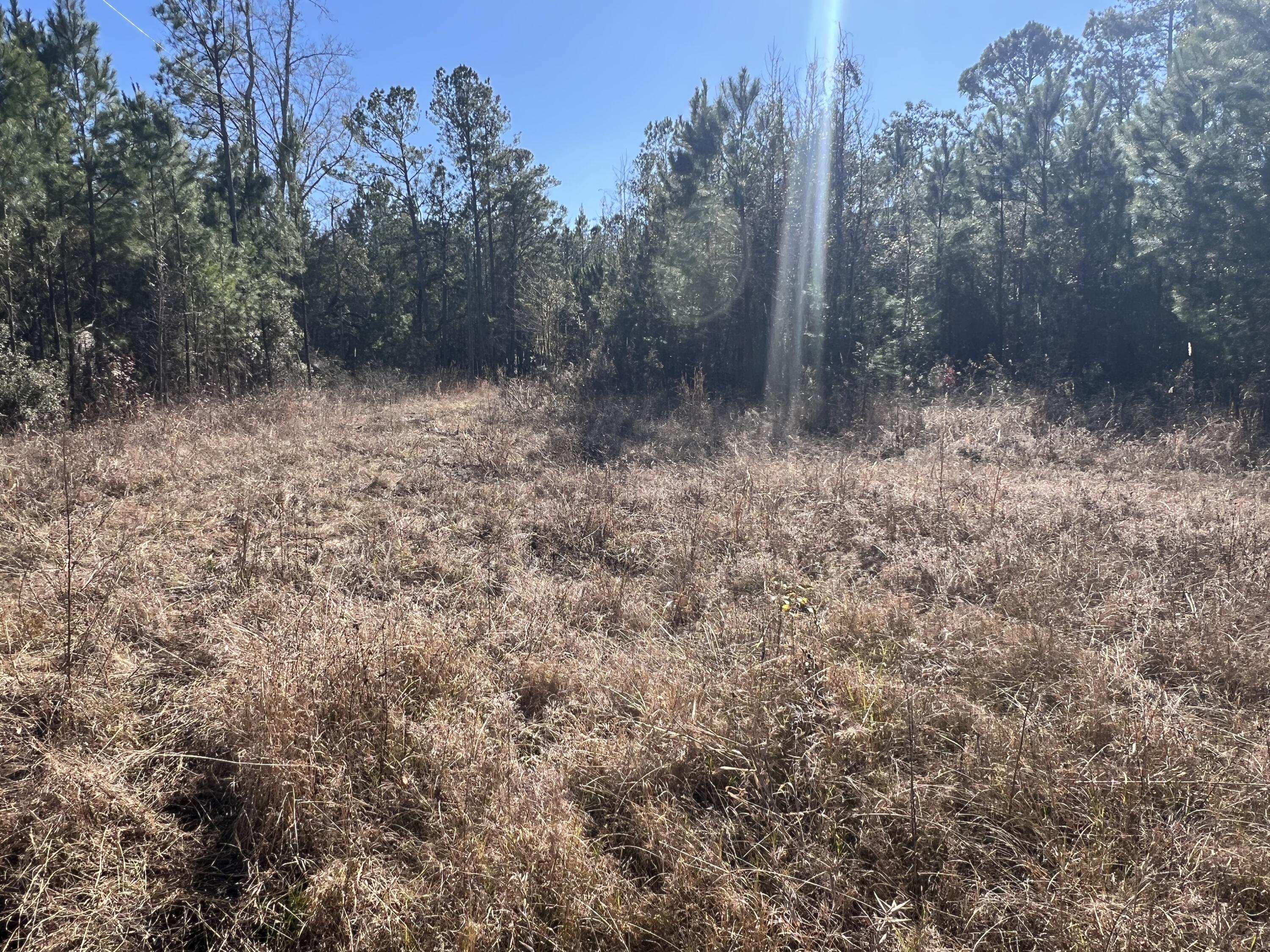 0 Mims Lane Georgetown, SC 29440 - Photo 6 of 9 IMG_1419