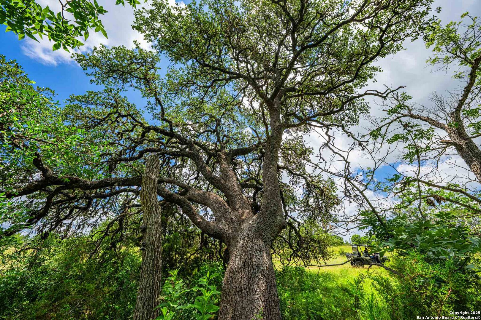 8 Cypress Creek Road Comfort, TX 78013 - Photo 17 of 39 a view of tree
