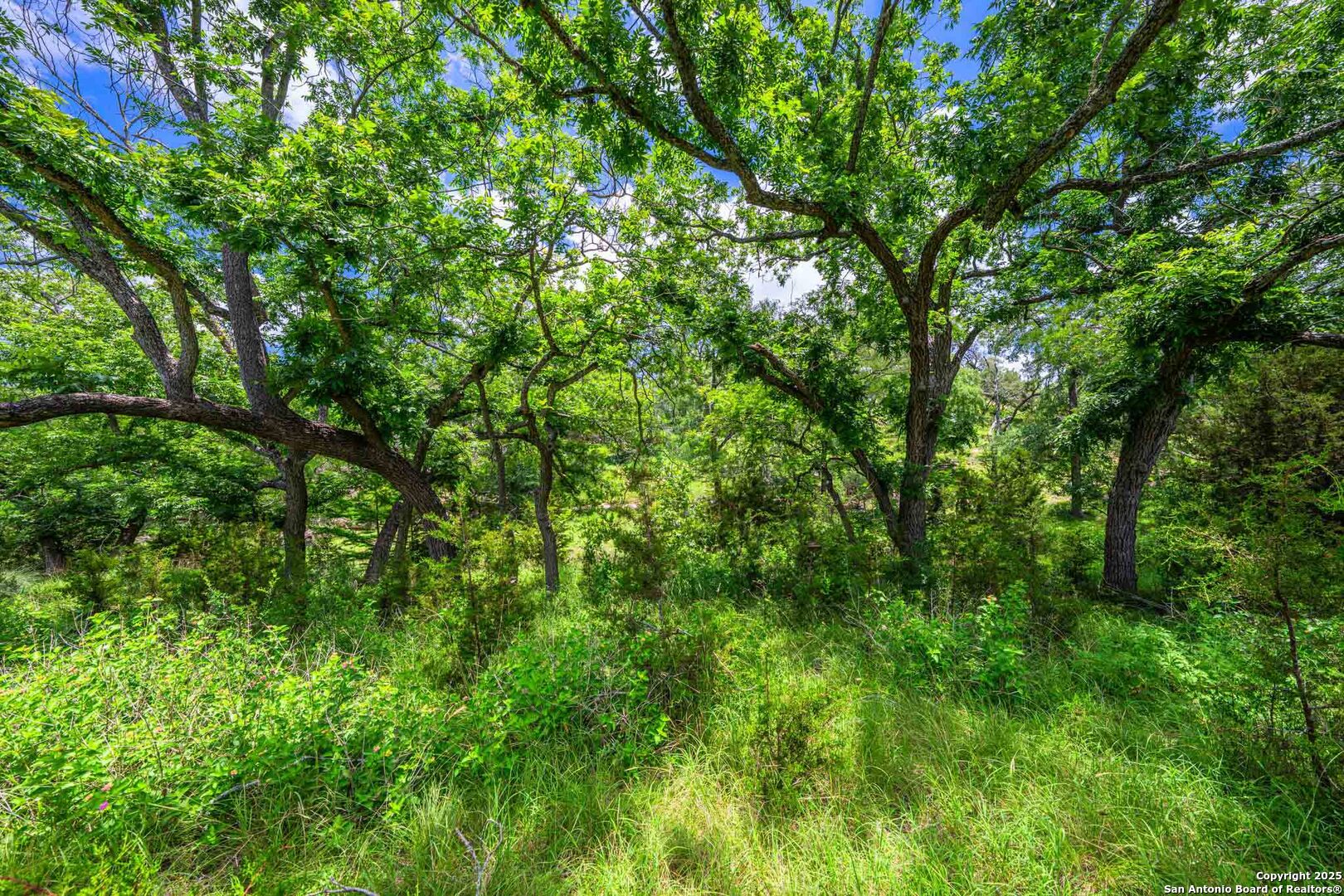 8 Cypress Creek Road Comfort, TX 78013 - Photo 21 of 39 a view of a lush green forest