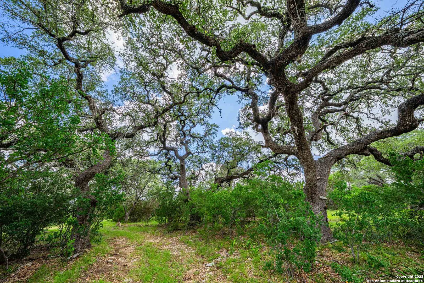 8 Cypress Creek Road Comfort, TX 78013 - Photo 24 of 39 a view of lush green forest