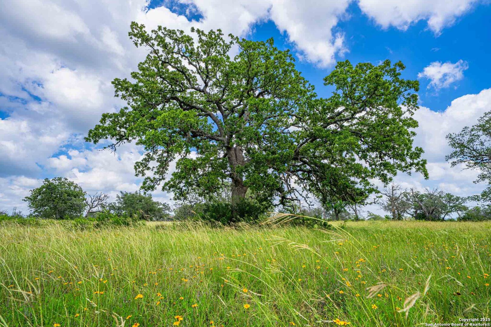 8 Cypress Creek Road Comfort, TX 78013 - Photo 34 of 39 a view of a garden